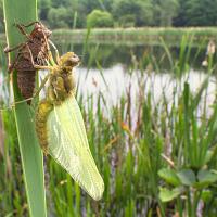 Black-Tailed Skimmer and Exuvia wideangle 